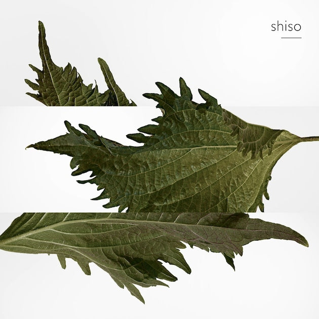 PARFUM TERRE D’HERMÈS PURE
Eau de Parfum